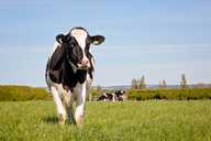 We offer a comprehensive range of cattle products to help you manage your herd all year round