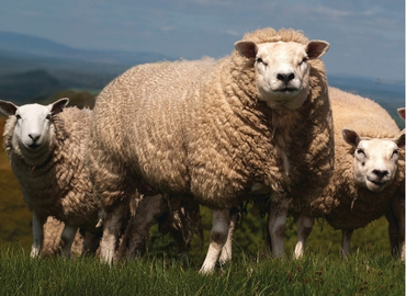 Understanding Sheep Scab | Downland - Partners in Farming Health