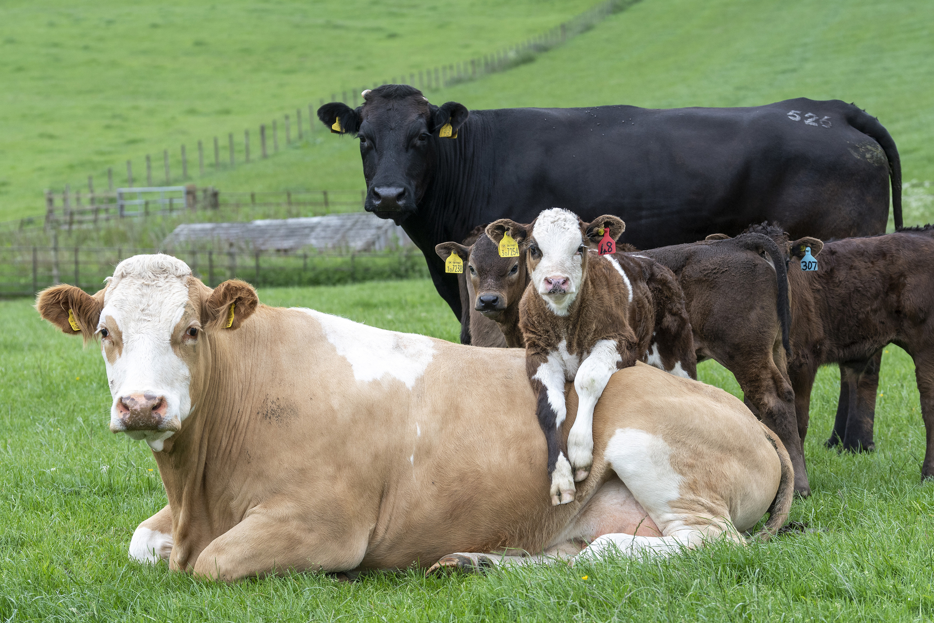 How can you manage the risk of Grass Staggers this Spring? | Downland ...
